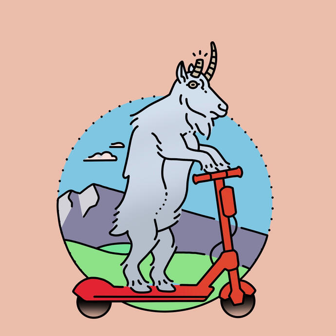 scooter goat